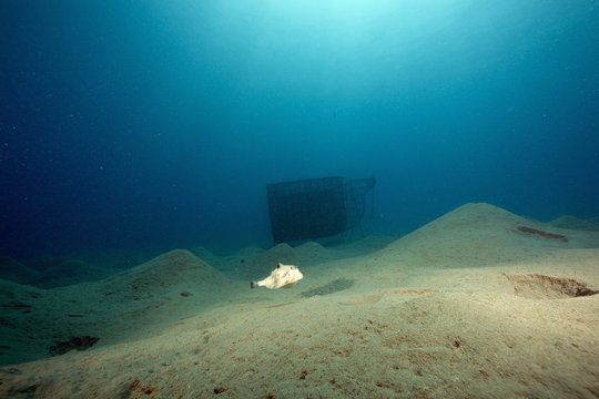thornback boxfish (tetrasomus gibbosus)