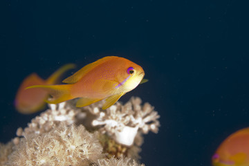 oman anthias (pseudanthias marcia)