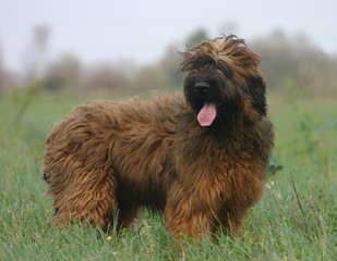 berger de brie (briard) rigolo yeux dégagés par le vent