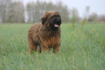 Fototapeta premium berger de brie (briard) solitaire à la campagne