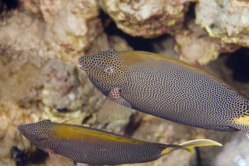 stellate rabbitfish (siganus stellatus laqueus)