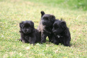 berger des pyrénées chiot triplés à la campagne