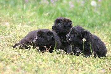 berger des pyrénées chiot triplés couchés apeurés