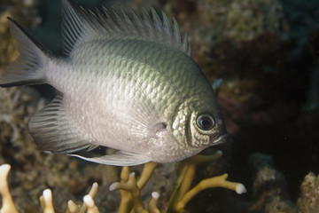 pale damselfish (amblyglyphidodon indicus)