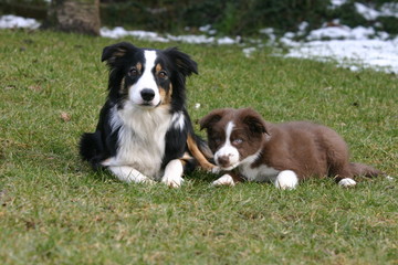 Fototapeta premium border collie en famille