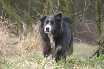 le rappel du border collie