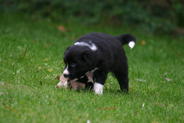 chiot border collie en train de jouer dans le jardin