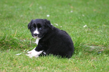 chiot border collie assis dans le jardin