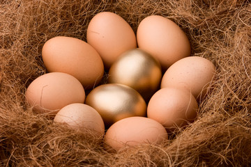 Two golden eggs between eight regular ones