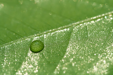 one waterdrop water drop on a green leaf with glitter