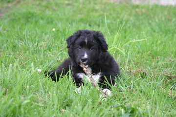 Fototapeta premium jeune border colliecouché dans le jardin