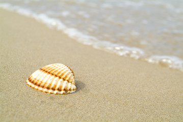 shell at the beach