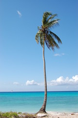 cocotier
