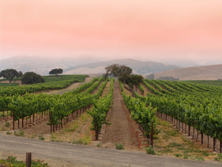 Naklejka premium Morning at the Vineyard