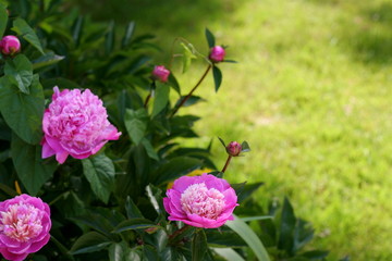 Fleur rose