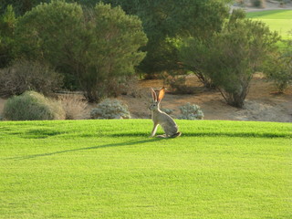 jack rabbit sun on ears