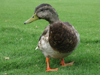duck posing for camera