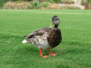 duck facing you