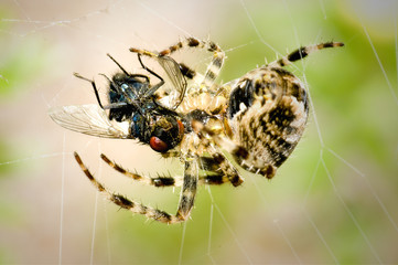 Just caught fly