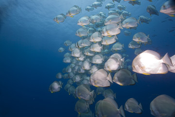 orbicular spadefish (platax orbicularis)