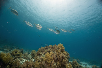 coral and fish