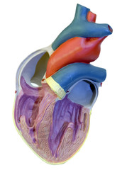 Coeur - maquette en coupe