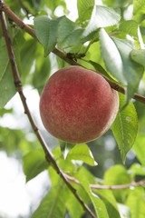 Peach on branch with leaves
