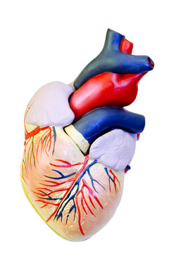 Coeur- maquette vue face