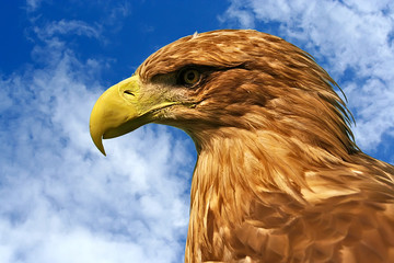 White-tailed Eagle (Haliaetus albicilla)