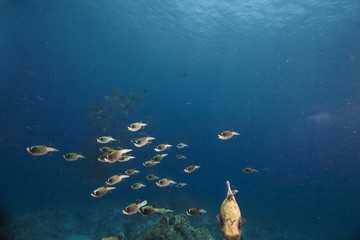 masked puffer (arothron stellatus)