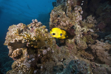Masked Butterfly Fish (Chaetodon semilarvatus)