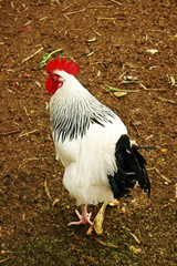 organic rooster