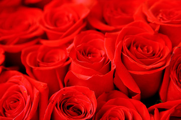 roses of pink and red color