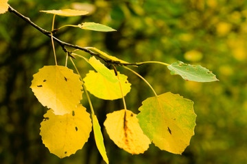 Branch of a tree with on autumn