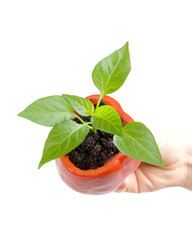 Transplant of a tree. Concept for environment conservation.