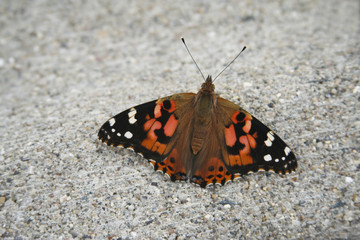 Fototapeta na wymiar Painted Lady butterfly 15