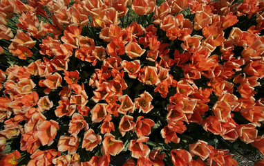 Tulip Flower Background