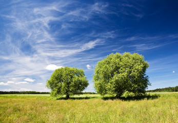 Two green trees and grassland against blue sky with clouds.