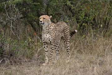 Gepard in der Masai Mara Kenia