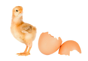 Chicken yellow with broken eggshells on a white background