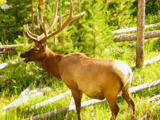 male elk at yellowstone national park