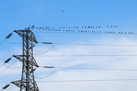 oiseaux sur ligne &agrave; haute tension