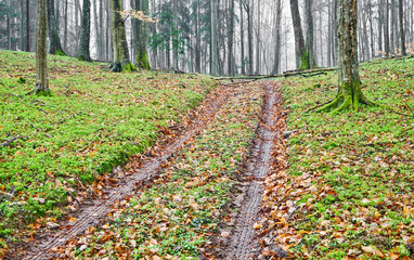 Obraz premium Forest road with autumnal leaves and trees. In autumn series..