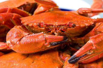 a closeup of a tray with just cooked crabs