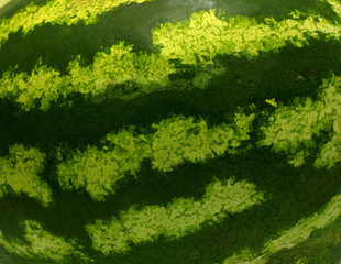 Ripe green striped watermelon. Background, macro