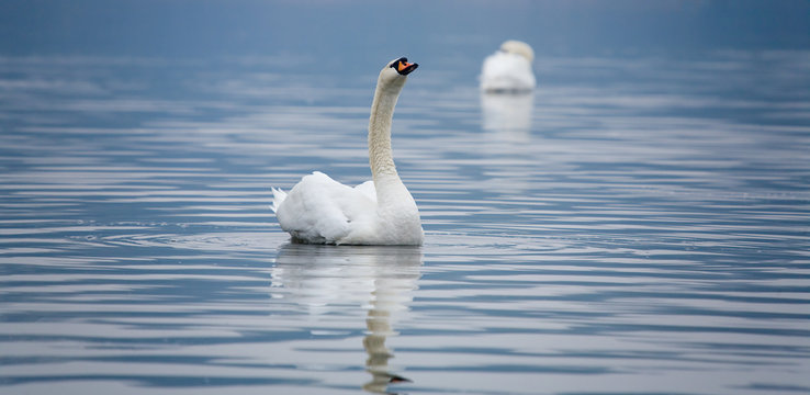 Wei&szlig;er Schwan mit erhobenen Kopf