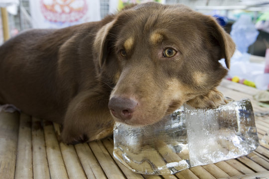 Hund auf Eisblock, wegen dem heissen Wetter