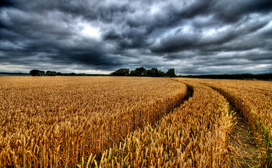 Dramatic Sky looms over wheatfield