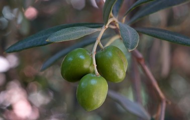olives