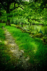 Amazing green, lush river scene